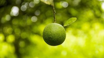 close-up van een geïsoleerde oranje fruit opknoping foto