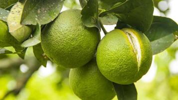 onrijpe sinaasappel gebarsten aan de binnenkant. gebarsten oranje fruit hangend aan een sinaasappelboom in een sinaasappelboerderij. foto