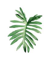 tropische jungle monstera bladeren geïsoleerd op een witte achtergrond, uitknippad opgenomen. foto