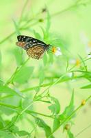 mooie vlinders in de natuur zijn op zoek naar nectar van bloemen in de thaise regio van thailand. foto