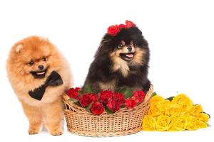 spitz honden in de mand met bloemen foto