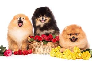 spitz honden in de mand met bloemen foto