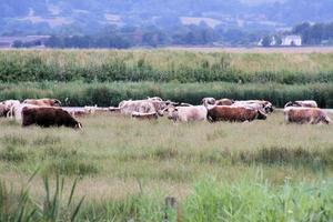 een weergave van een koe in een veld nabij Slimbridge in Gloucestershire foto