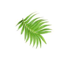groen blad van palmboom geïsoleerd op een witte achtergrond foto