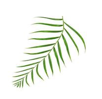 groene bladeren van palmboom geïsoleerd op een witte achtergrond foto