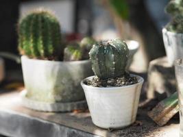 cactusboom groene stam heeft scherpe punten rondom bloeiend in keramische potten foto