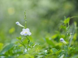 paarse bloem kruipend vingerhoedskruid, asystasia gangetica anderson acanthaceae vierkante stam bak op het bodemoppervlak de top is rechtopstaand en vormt een enkel blad met een ovale vorm foto