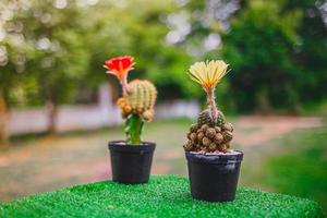 verzameling cactussen rood en geel cactushout, cactus in boompot. cactusplanten op houten tafel en natuur achtergrond. foto