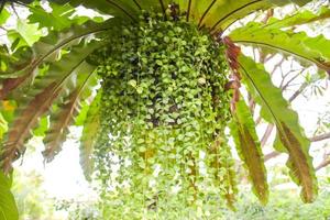 vogelnestvaren en hangende planten in de tuin voor huisdecoratie in thailand foto