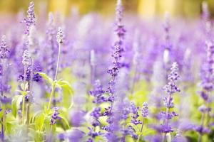 kleurrijke lavendelbloemen in de tuin foto