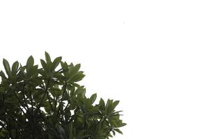 bladeren van de frangipani-boom of champa lao-bloem zijn weelderig groen op een witte achtergrond, geplant in tempels, geurig, romantisch en populair in spa's. foto