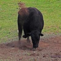 Ga weg, zei de stier terwijl hij op de grond klauwde. foto