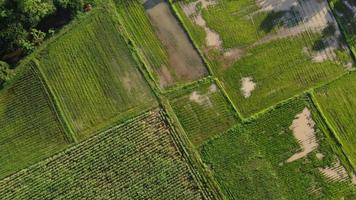 rijstveld met blauwe luchtwolk bewolkte landschapsachtergrond foto