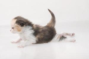 maine coon kat op witte achtergrond foto