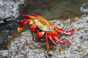 sally lightfoot crab in galapagos eilanden foto