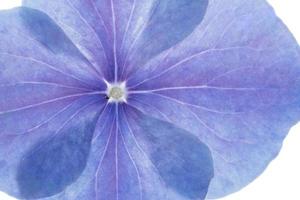 macrofoto met achtergrondverlichting van blauwe en paarse hortensiabloem foto