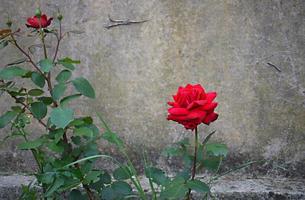 zomerse kleurthema's foto