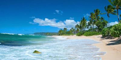 ongerept zandstrand met palmbomen en azuurblauwe oceaan panorama foto