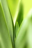 wazige bladeren aard van de zomer groene bladeren natuurlijke groene bladplant gebruikt als behangachtergrond foto