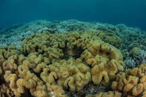 zachte koralen op rif
