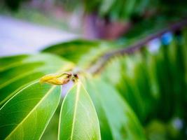 groene bladeren achtergrond foto