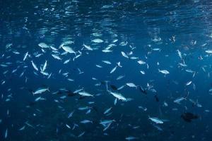 vissen voeden met plankton foto