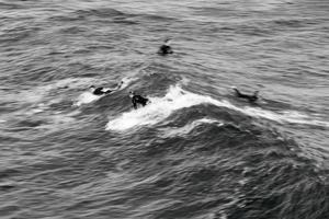 zwart-wit surfer op de golven foto