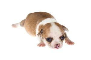 grappige puppy chihuahua poseert op een witte achtergrond foto