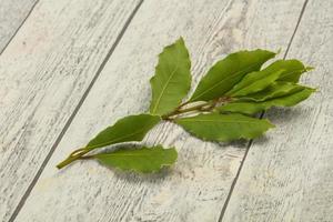 groene laurierblaadjes op de tak foto