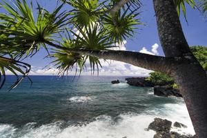 palmboom, noordelijke kust, weg naar hana, maui, hawaii foto