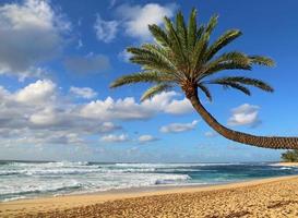 hellende palmboom op het strand
