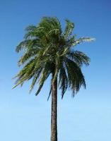 palmboom op een heldere dag