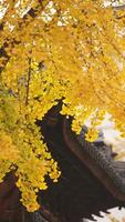 het prachtige herfstzicht met de kleurrijke bladeren aan de bomen in de herfst foto