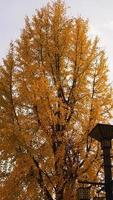 het prachtige herfstzicht met de kleurrijke bladeren aan de bomen in de herfst foto