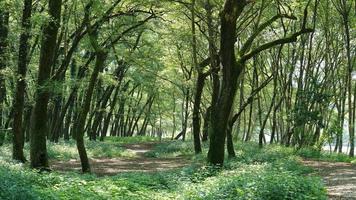 het prachtige uitzicht op het bos met de groene bomen en de landweg in de zomer foto