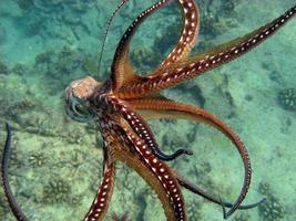 octopus ontsnappen foto