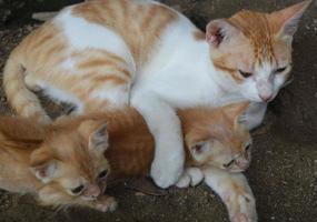 familie van gouden katten