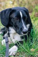 gelukkige zwart-witte hond ligt in het gras. schattige puppy op wandeling in de zomerdag in het park. foto