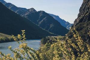 berg met rivier- en boslandschap. wilde rivier in de bergen. zomerlandschap in altai, siberië. foto