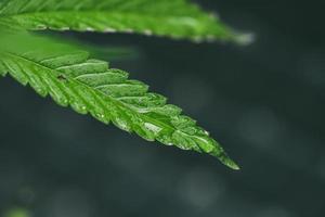 marihuanazaailingen hebben een druppel water. kruid, groen blad foto