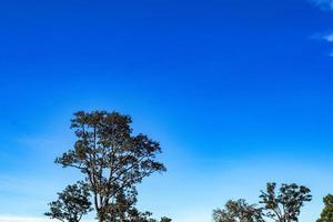 lage hoekmening van boom tegen hemel foto