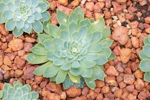 close-up echeveria vetplant, sappige droogtetolerante plant mooi groen in de tuin. foto