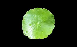 geïsoleerde gotu-kola, aziatische waternavel, centella asiatica, ayurveda-blad met uitknippaden. foto