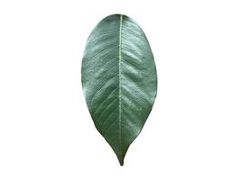geïsoleerd blad van pterocarpus macrocarpus met uitknippaden. foto