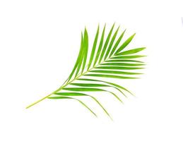 groen blad van palmboom op witte achtergrond foto