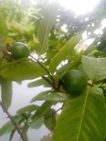 guave, behang, natuurlijk voedsel, foto