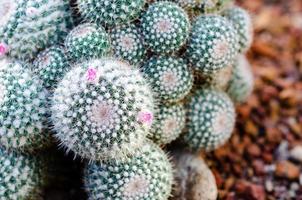 selectieve focus van mammillaria matudae, een zuilvormige cactus die basaal verschuift om in de tijd brede clusters te vormen. foto