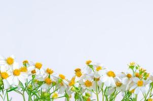 gedeeltelijke focus van Spaanse naalden of bidens alba bloemen op witte achtergrond. foto