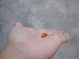een man legt een kleine rode cayennepeper op de palm foto