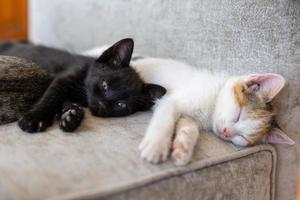 twee kleine kittens liggen op de bank foto